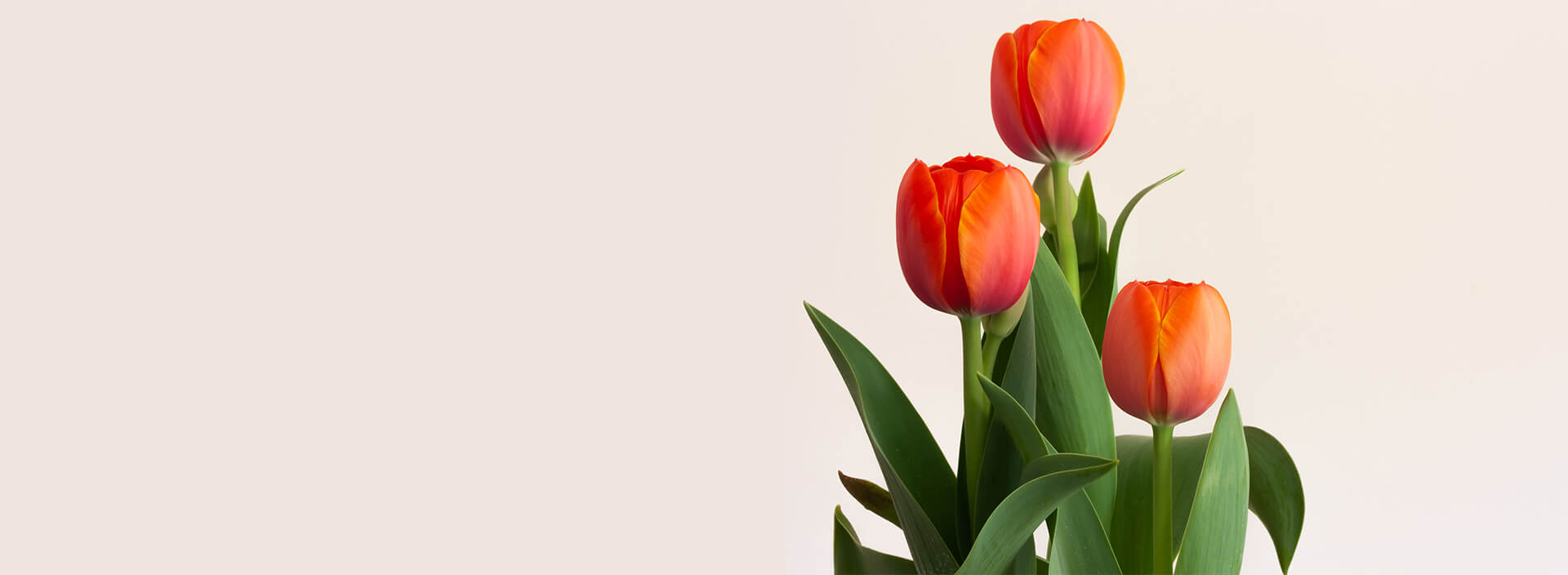 Ramos para cumpleaños